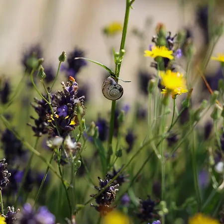 Autarker Schaeferwagen Mit Kamin Ganzjaehrig Nutzbar Apartmán *