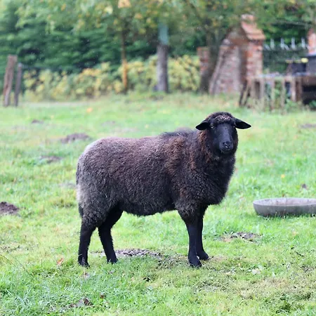 Autarker Schaeferwagen Mit Kamin Ganzjaehrig Nutzbar *