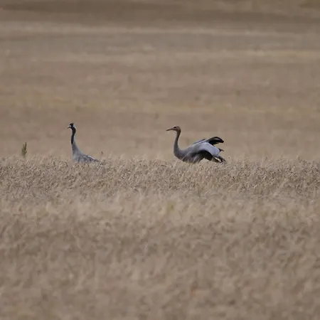 Apartmán Autarker Schaeferwagen Mit Kamin Ganzjaehrig Nutzbar Dargun