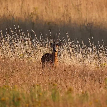 Apartmán Autarker Schaeferwagen Mit Kamin Ganzjaehrig Nutzbar