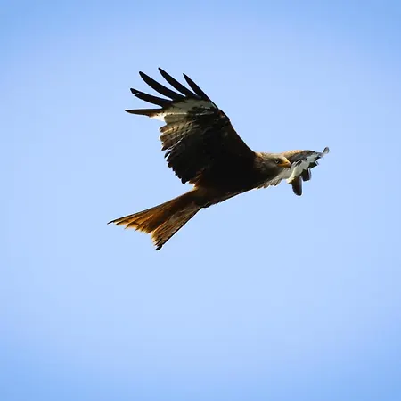 Autarker Schaeferwagen Mit Kamin Ganzjaehrig Nutzbar Apartmán *
